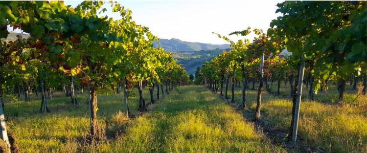 Cantine Aperte in Vendemmia 2018 in Lombardia
