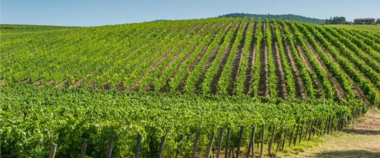 Consorzio di tutela Doc delle Venezie: la riscossa del Pinot Grigio