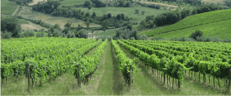 Cantine Aperte 2018 in Molise