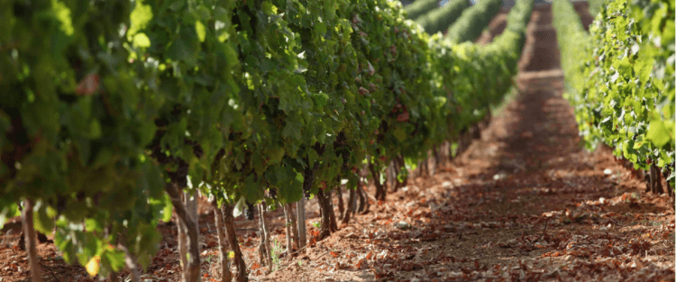 Cantine Aperte 2018 in Sicilia