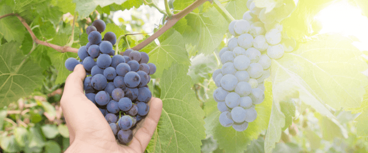 Prime previsioni sulla vendemmia 2018