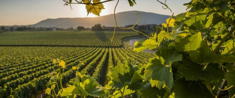 Veneto: prima regione produttrice di vino