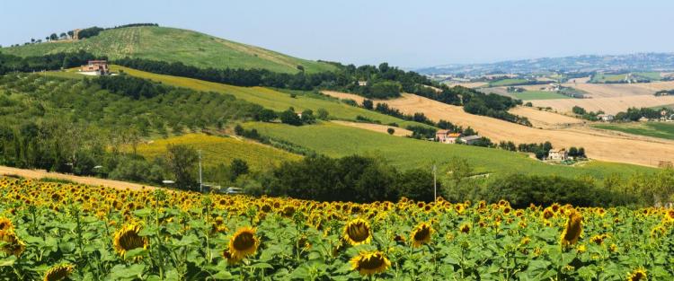 Il vino nelle Marche: non più solo Verdicchio