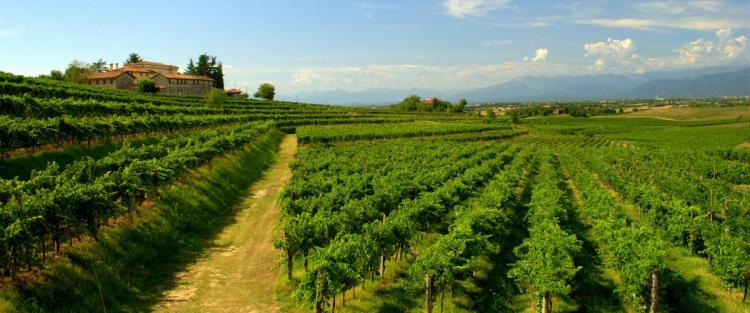 La Ribolla Gialla in Friuli