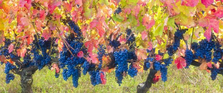 La storia dell'Aglianico