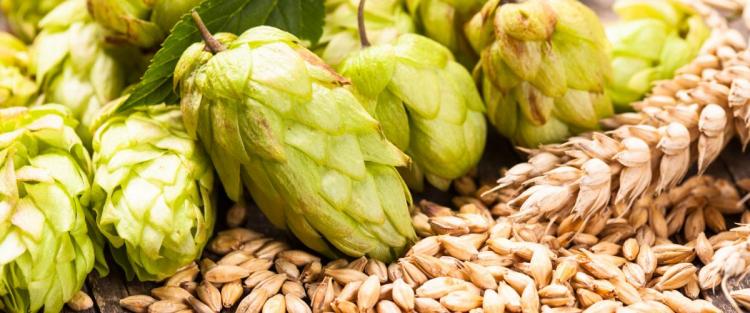 Il luppolo nella birra