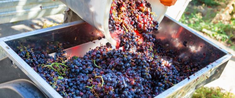 Vendemmia e pigiatura dell'uva