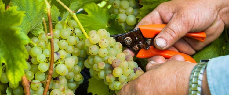Viticoltura: vincere le paure e affrontare il cambiamento