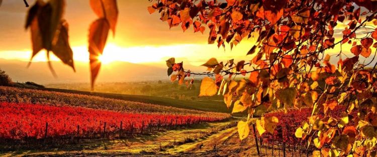 “RRR”: la svolta sostenibile dei vini Valpolicella