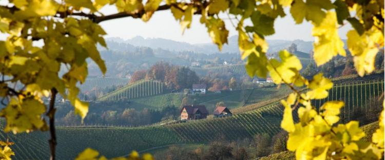 La Strada del Vino Cesanese di Olevano Romano