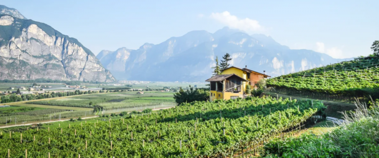 Trentodoc sulle Dolomiti 2020: alla scoperta delle bollicine di montagna