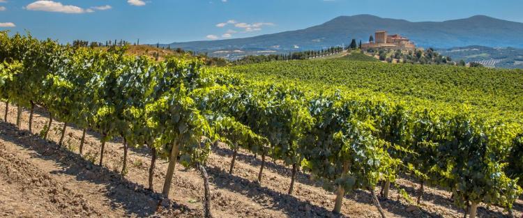 Vino e Toscana in pillole