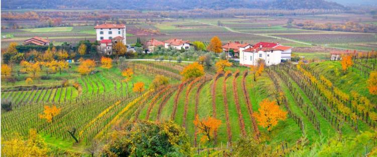 Il vino in Friuli-Venezia Giulia