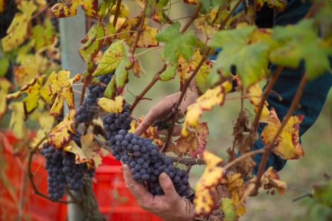 Vendemmia 2016: prime previsioni