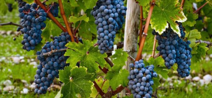 Il vitigno della Corvina e il suo percorso storico