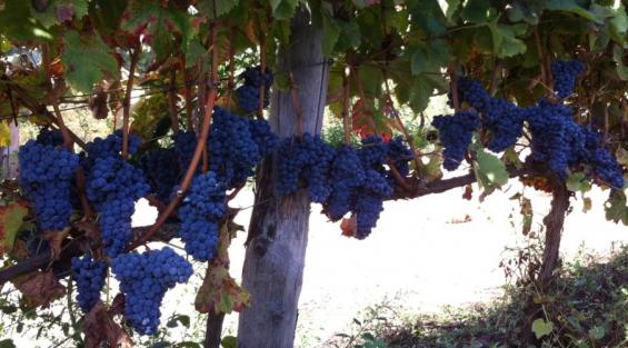 Il Cesanese di Affile, del Piglio e di Olevano