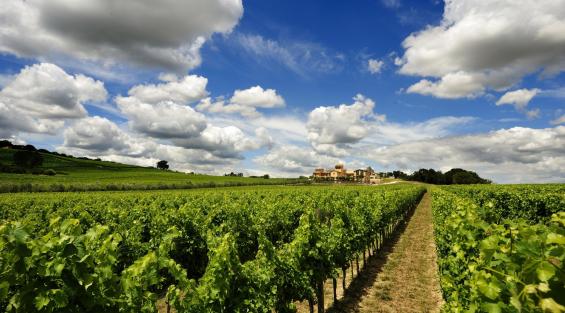 Sagrantino di Montefalco: un vitigno antico proiettato nel futuro