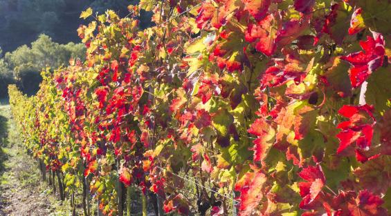 Uve a confronto: Aglianico di Taurasi, Aglianico del Taburno e Aglianico del Vulture