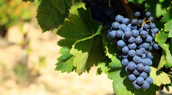 Il vitigno della Corvina e il suo percorso storico