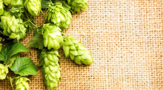 Cosa è il luppolo