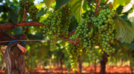 Storia della Malvasia