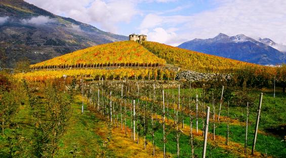 Storia del Petit Rouge, rarità enologica della Valle d'Aosta