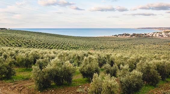 Un oliveto sul mare della Sicilia