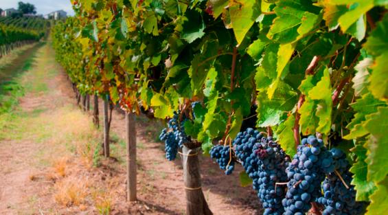 I profumi dell'uva Aglianico