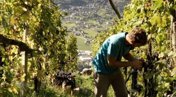 Valtellina vendemmia 2025: si preannuncia un'annata positiva