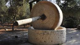 La produzione dell'olio nell'antichità