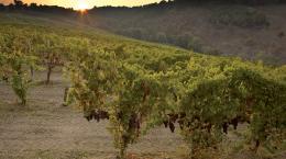 Campania, terra di vulcani e grandi vini