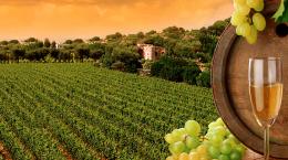 Enogastronomia sulle strade del Taurasi