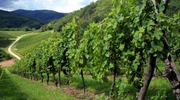 Strada del vino dei Castelli Romani