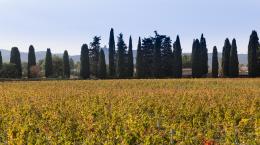 Una ventata di Sud a Bolgheri