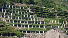 Il vino in Valle d'Aosta: dove la viticoltura diventa eroica