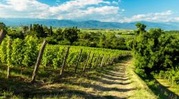 Enoturismo: i vini lungo la Via Postumia