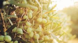 Le varietà di olivo in Italia: le cultivar