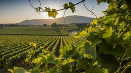 Veneto: prima regione produttrice di vino