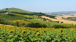 Il vino nelle Marche: non più solo Verdicchio