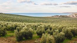 Un oliveto sul mare della Sicilia