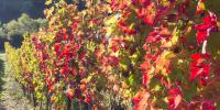 uve di Aglianico a confronto 