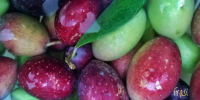 Le frodi sull'olio extravergine