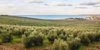 un oliveto sul mare: ecco come l'olio trasforma la sicilia