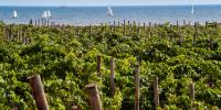 Vigneti sul mare in Sicilia