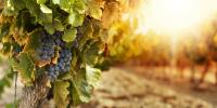 Vite e vino Uva e vite