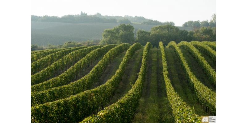 Tenuta Santi Giacomo e Filippo