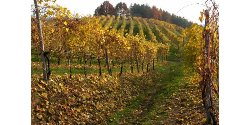 Antichi Vigneti di Cantalupo