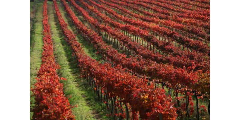 Azienda Agricola Adanti - La vigna Sagrantino