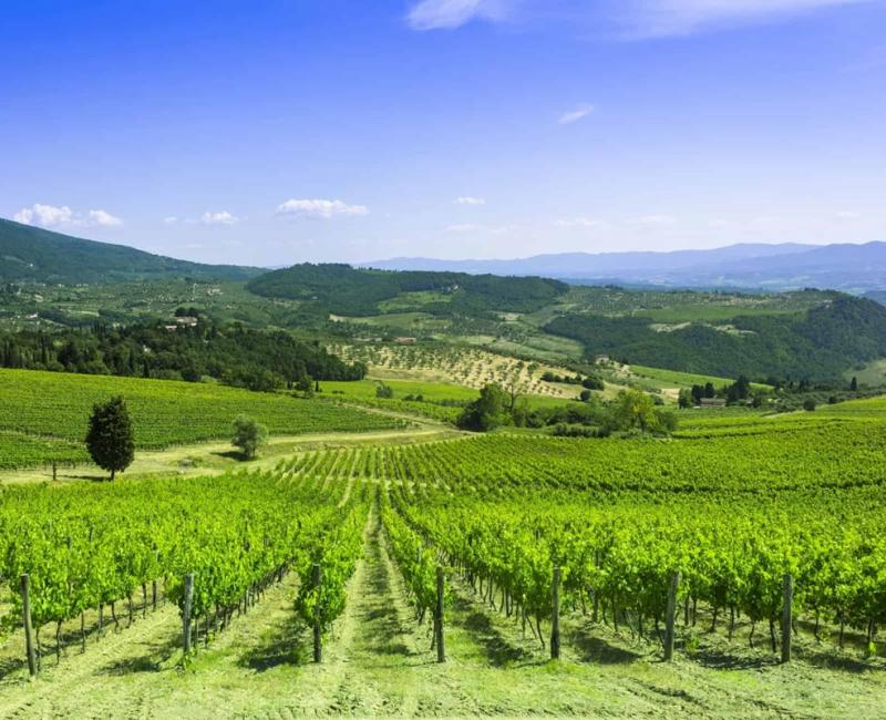 Azienda Agricola Corbucci