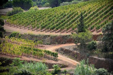 Azienda Agricola Mola - Tenute Pavoletti